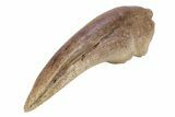 Killer Fossil Tyrannosaur (Daspletosaurus) Toe Claw - Montana #381122-8